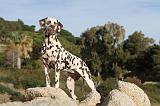 DALMATIEN 132